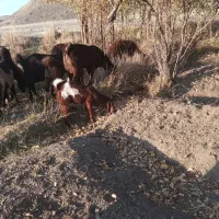 نربزنژدی|حیوانات مزرعه|سربند, |دیوار