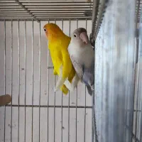 یک جفت کوتوله فیشر طلایی و سفید مولد|پرنده|مبارکه, |دیوار