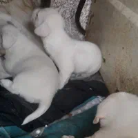 واگذاری توله شیتزو|سگ|کرمان, |دیوار