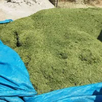 یونجه و بلوط|خدمات باغبانی و درختکاری|دهدشت, |دیوار