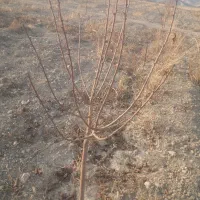 البالو ۲ ساله اصل مجار خودم پیوند زدم