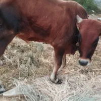 جلب فروشی