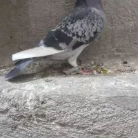 کبوتر پلاکی|پرنده|قم, دروازه چوبی|دیوار