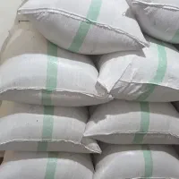 شالی دم سیاه