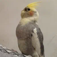 عروس هلندی سخنگو