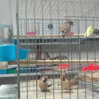 فنچ جغدی و گلو بریده و کراواتی|پرنده|ماکو, |دیوار