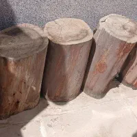 فروش چندین تنه تزئینی چوب