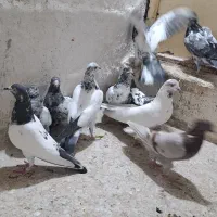 کبوتر   پاکستانی