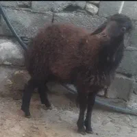 گوسفند بره|حیوانات مزرعه|صوفیان, |دیوار