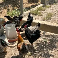 خروس|حیوانات مزرعه|اصفهان, محمودآباد|دیوار