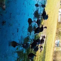 گله نرو ماده بغلمون