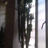 گل تخفیف هم داره|گل مصنوعی|یاسوج, |دیوار