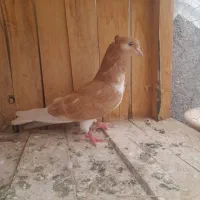 ماده گرگی زرد کاکلی دمسفید