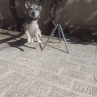 سگ هاسکی اصل|سگ|صباشهر, |دیوار