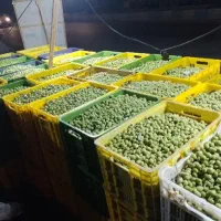 زمین گیلان رشت/ و فروش باغ زیتون شمال(لوشان) ویلا