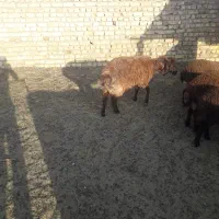 شیشک