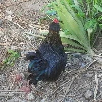 خروس محلی سنگین وزن