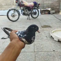 کفتر