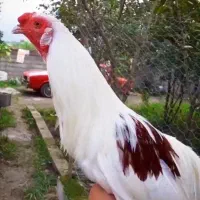 یه جفت یوکوهاما  و جوجه