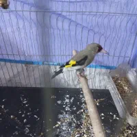 سقا کرمونی بخون