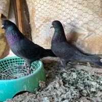 پرشی|پرنده|حمیدیا, |دیوار