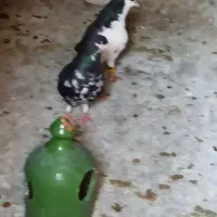 جفت شهری سیاه با جوجه