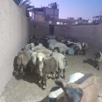 بره نرو ماده .گوسفند .قوچ