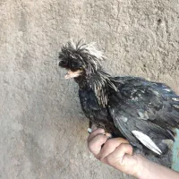 خروس سلطان|حیوانات مزرعه|کاشان, آیت الله سعیدی|دیوار