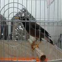 مرغ مینا|پرنده|کرمان, |دیوار