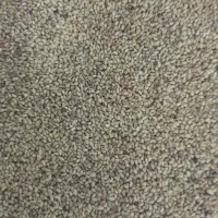 تخم بذر یونجه بغدادی درجه یک