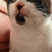 واگذاری گربه‌|گربه|گرگان, |دیوار