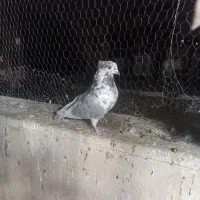 کبوتر پرشی|پرنده|ری, فیروزآبادی|دیوار