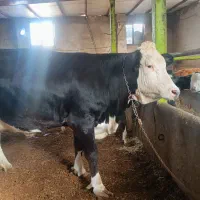 گاو جوان 4دندان هستند 10روزمونده زایمانش