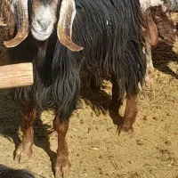 گیسه کهره دار و بز رومایه جوان