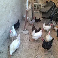 مرغ و خروس محلی|حیوانات مزرعه|چغادک, |دیوار