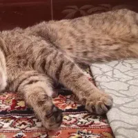 بچه گربه|گربه|شیروان (خراسان), |دیوار