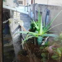 رهن-و-اجاره-خانه-ویلایی