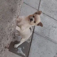 سگ پاکوتاه نژاد دار