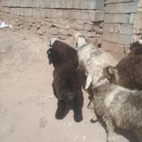 میش و ۴تا بره نر|حیوانات مزرعه|مسجد سلیمان, |دیوار