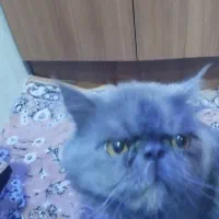 گربیه نژادارنر