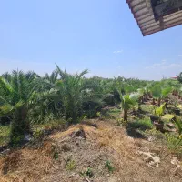 پرورش درخت زینتی فونیکس و پالم