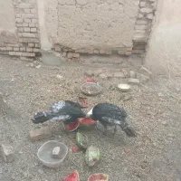 بوقلمون