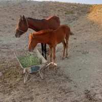 اسب