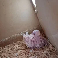 جوجه عروس هلندی|پرنده|خمینیشهر, |دیوار