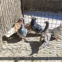 کبوتر کله کنی|پرنده|شیراز, کوزه گری|دیوار