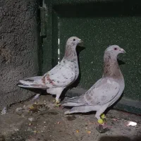 سرور خطی کفتر