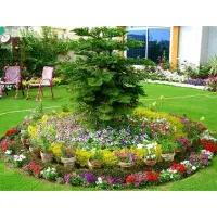کاشت درخت، گل  گیاه، هرس درختان،|خدمات باغبانی و درختکاری|قم, آذر (نکویی)|دیوار