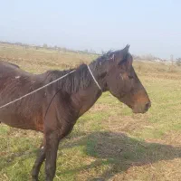 اسب مشکی آرام سواری عالی بفروش میرسد