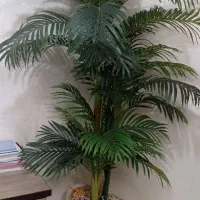 گل درختی بزرگ