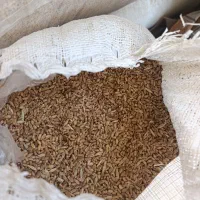 گندم درجه یک امساله مقدار 500کیلو